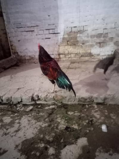 amroha for sale Location attack  location par milna walo ko discount