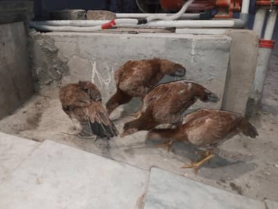 Aseel 4 Female Of 4 Months For Sell