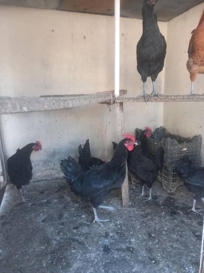 Australorp male female