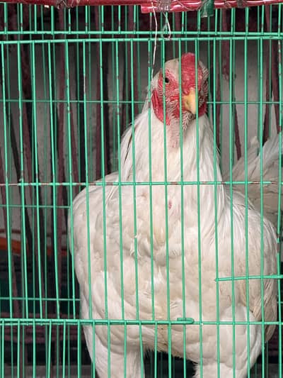 Parrot Beak pure Qandhari Male