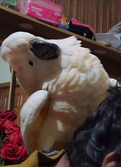 Malcone umbrella cockatoo 03363938133