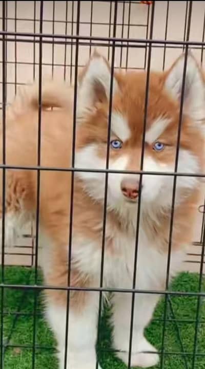 husky puppies 03425655411