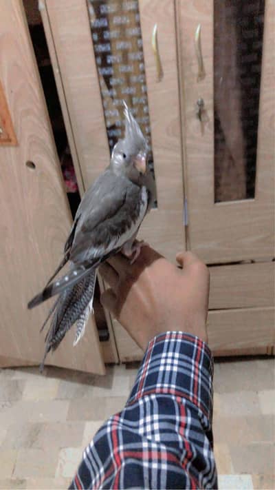 Hand tame friendly Charcoal cocktail