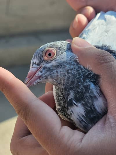 Pure golden baby pigeon