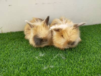 British Angora Bunny