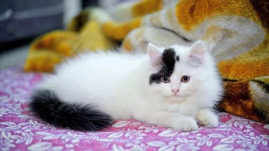 Persian female kitten for sale My WhatsApp number 03 25 022 67 56