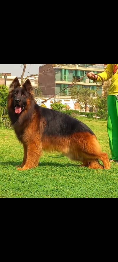 import class long coat male for sale