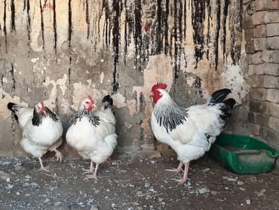 Pure Sussex Fertile Eggs