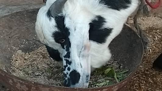 04 Goats and one big male  چار بکریاں ایک بکرا