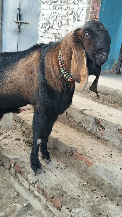 04 Goats and one big male  چار بکریاں ایک بکرا