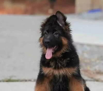 German shepherd puppies for sale healthy 0326=65=49136