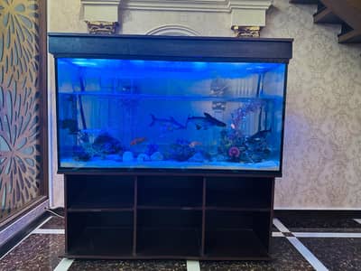 Fish tank 5 feet (aquarium with fish) with wooden stand