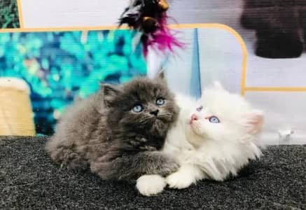 Cat for sale only WhatsApp number 03468556940