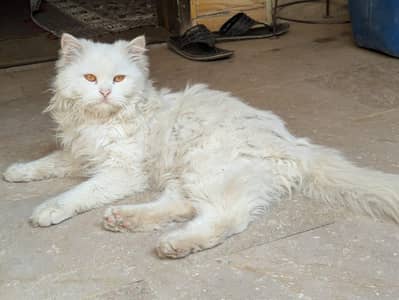 persian cats for sale