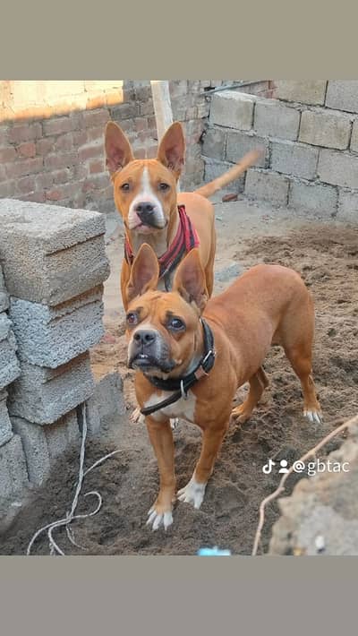 Pitbull pair for sale