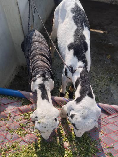 Goats For Sale