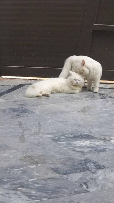 Persian cat pair