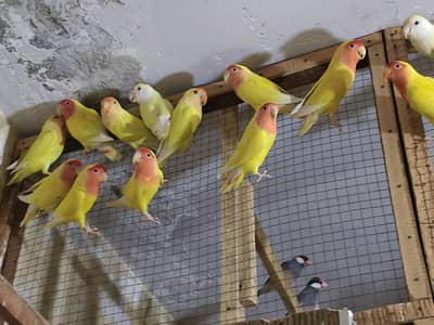 comman Latino for sale