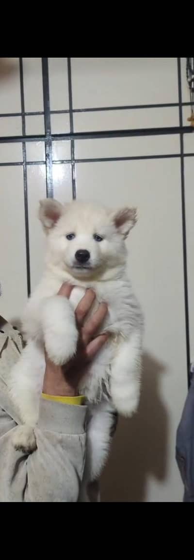 Siberian husky ( white ) puppies are available for sale