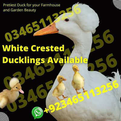 Crested ducks. Fancy  ducklings.