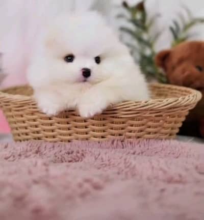 pomeranian helthy and happy puppies dog for sale