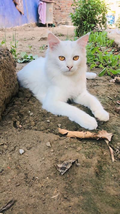 percian cat for sale