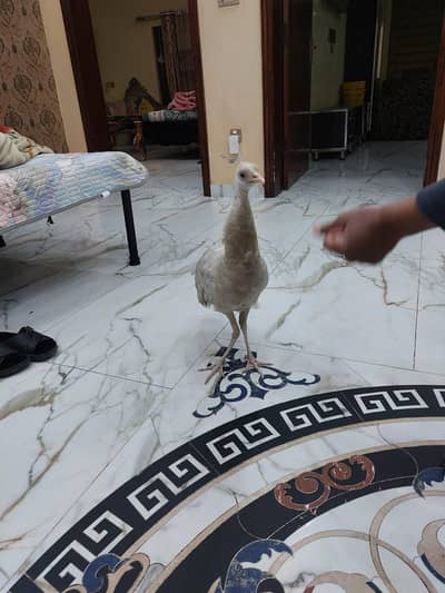 white peacock male chick