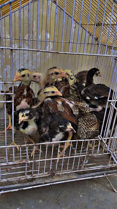 pure aseel Thai pokoye chiks