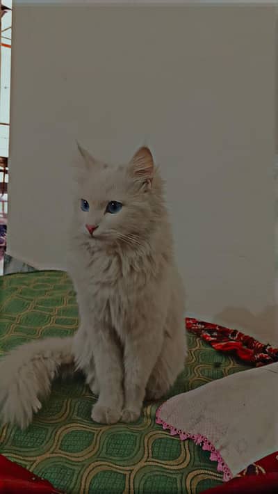 A very beautiful Persian cat double coat blue eyes in a very low cost