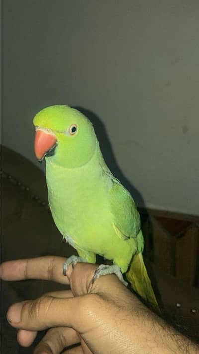 female ringneck talking parrot hand tamed