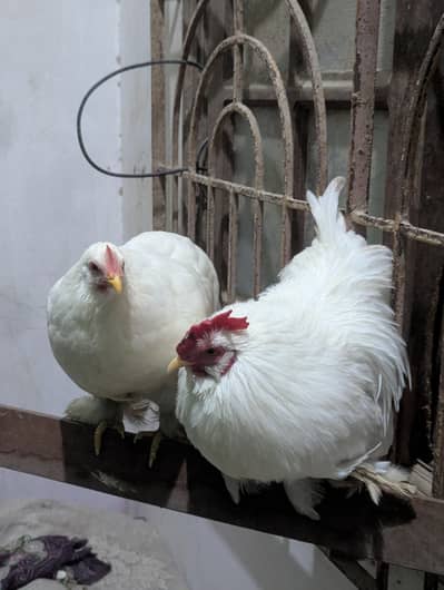 White bantum pair with eggs