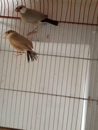 Fawn Java Breeder Pair