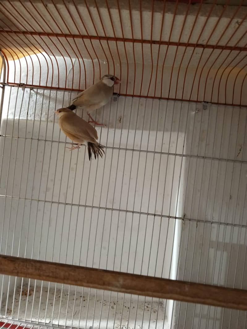 Fawn Java Breeder Pair 1