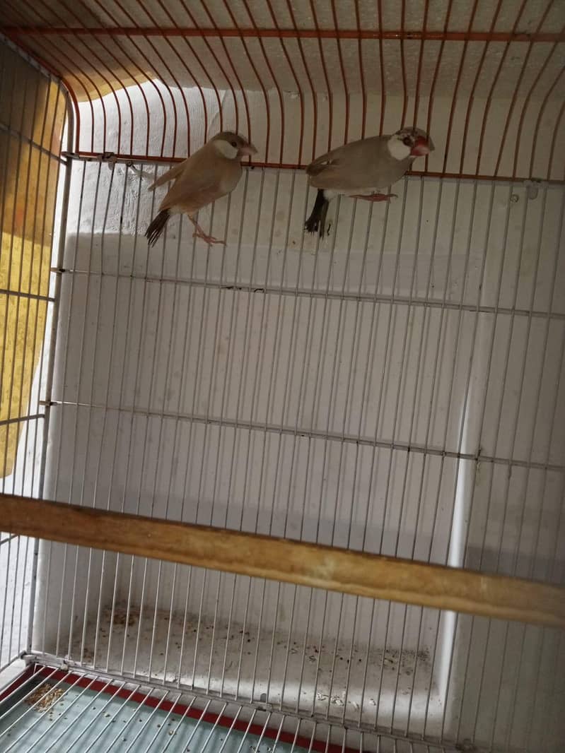 Fawn Java Breeder Pair 2