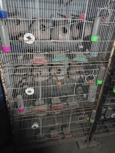 large bird cages for sale