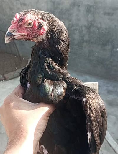 lasani black kurak madii available