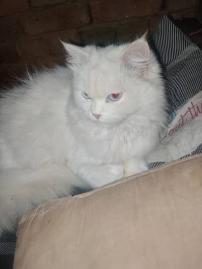 Persian cat female