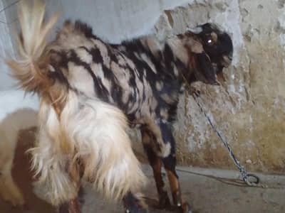 pure breeder 2 daant