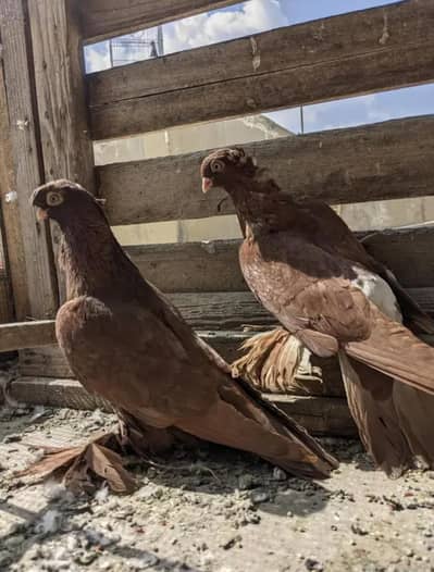 renowned, fancy tumbler