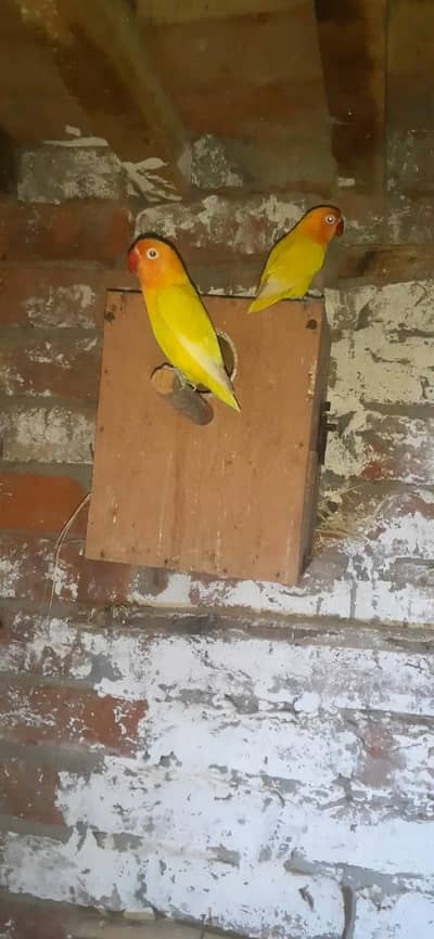 lutino persnata pair