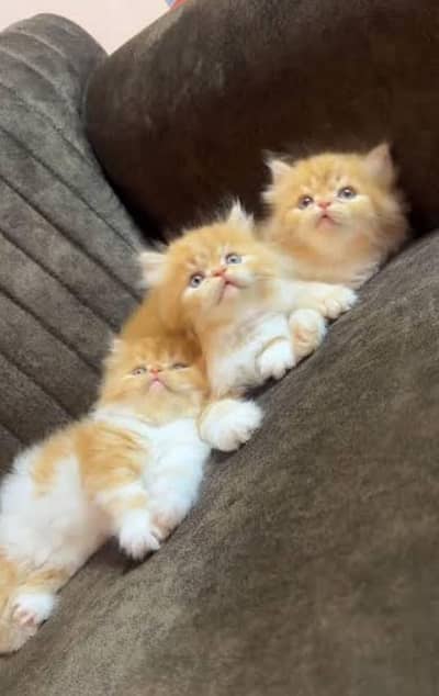 Persian Cat for sale my WhatsApp number 03457084434