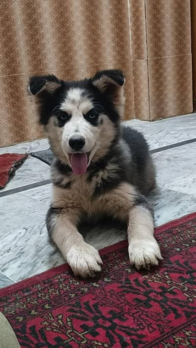 Siberian husky for sale top quality