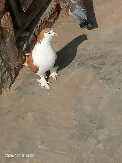 sharazi male hy  exchange posble luky pair say