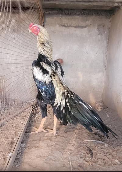 saleta  and white german shamo , parrot beak