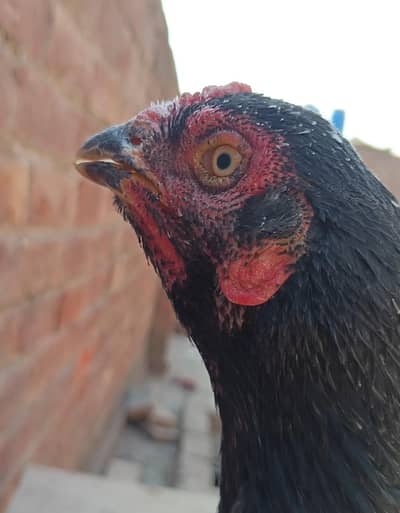 Lasani Black Aseel female