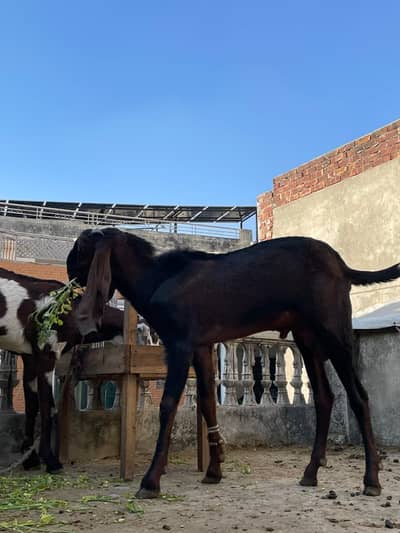 Naagra Beetal Breeder Male Goat | Breeder Bakra for Sale