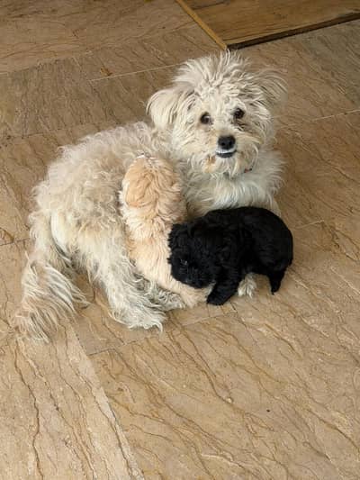 Coton de Tulear | DOGS | Puppies |cream puppy