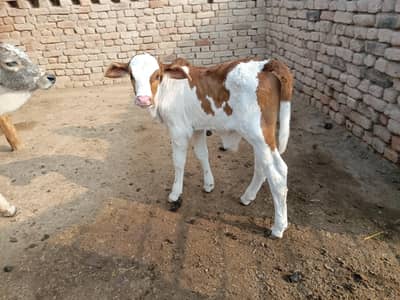 gulabi brahman|gulabibachra