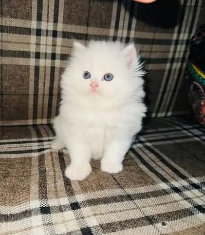 Cat for sale only WhatsApp number 03468556940