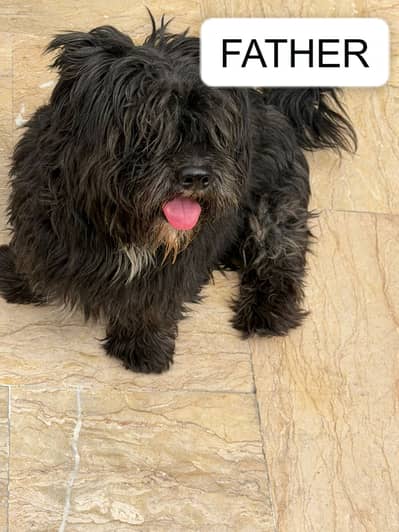 Coton de Tulear | DOGS | Puppies |cream puppy